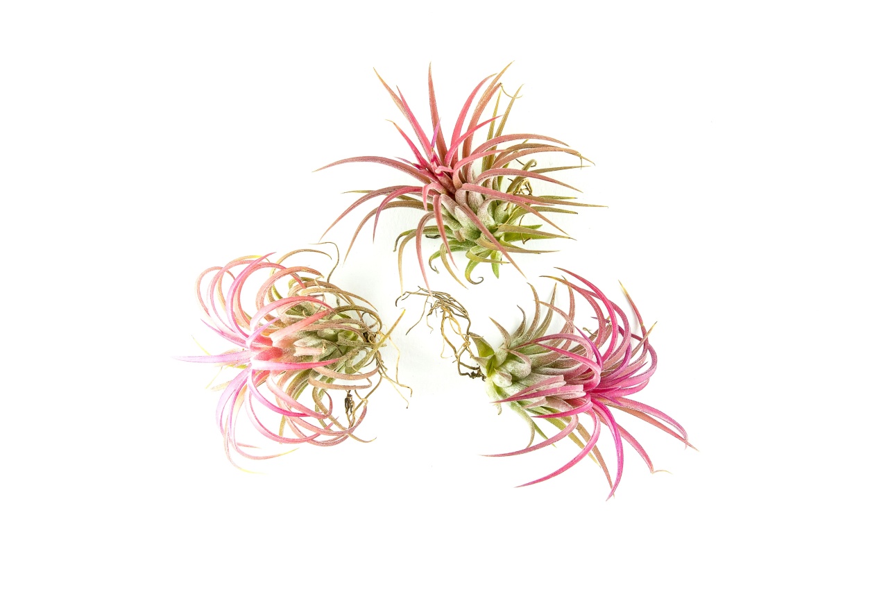 Gardners.cz -  Tillandsia ionantha red 3